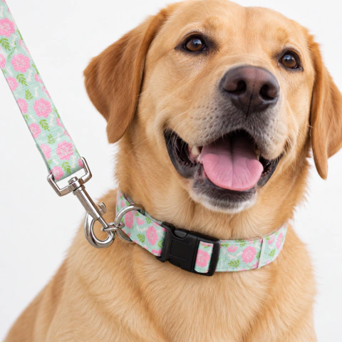 [HP-3000] Set Collar y Correa para Perro Animal Planet– Large